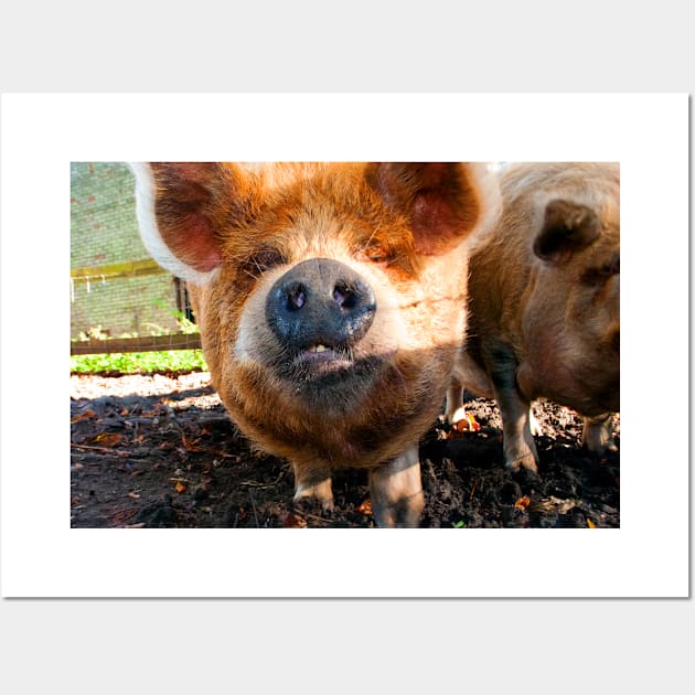 New Zealand Kunekune Pig Wall Art by AndyEvansPhotos